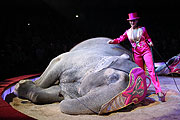 James Puydebois & Jana Mandana mit Elefanten (©Foto: Martin Schmitz)